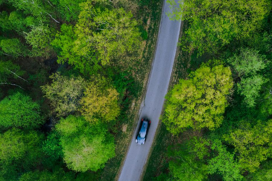 Auto tra gli alberi sulla strada